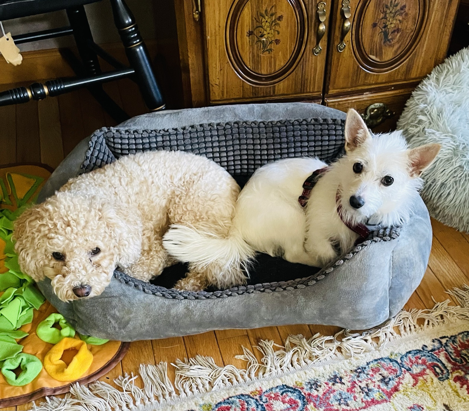 Belle snuggled in a dog bed with her canine companion