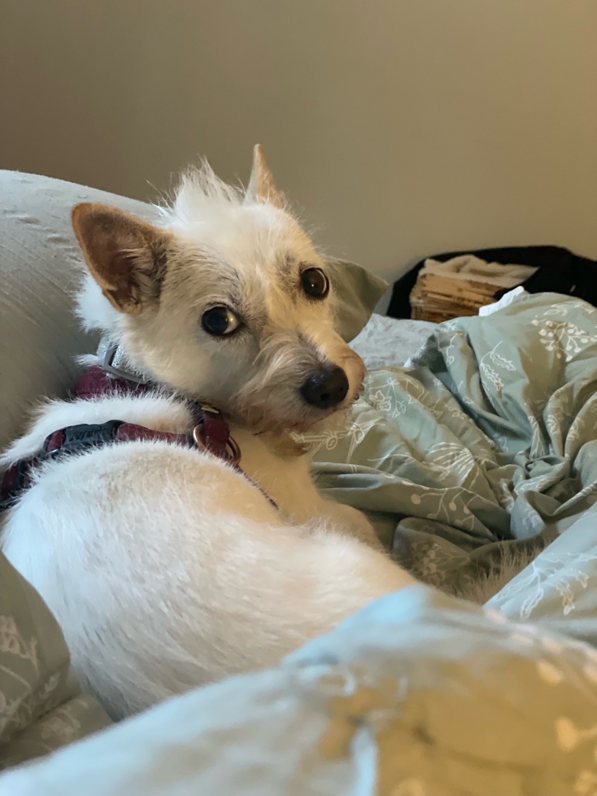Belle cozied up on the couch