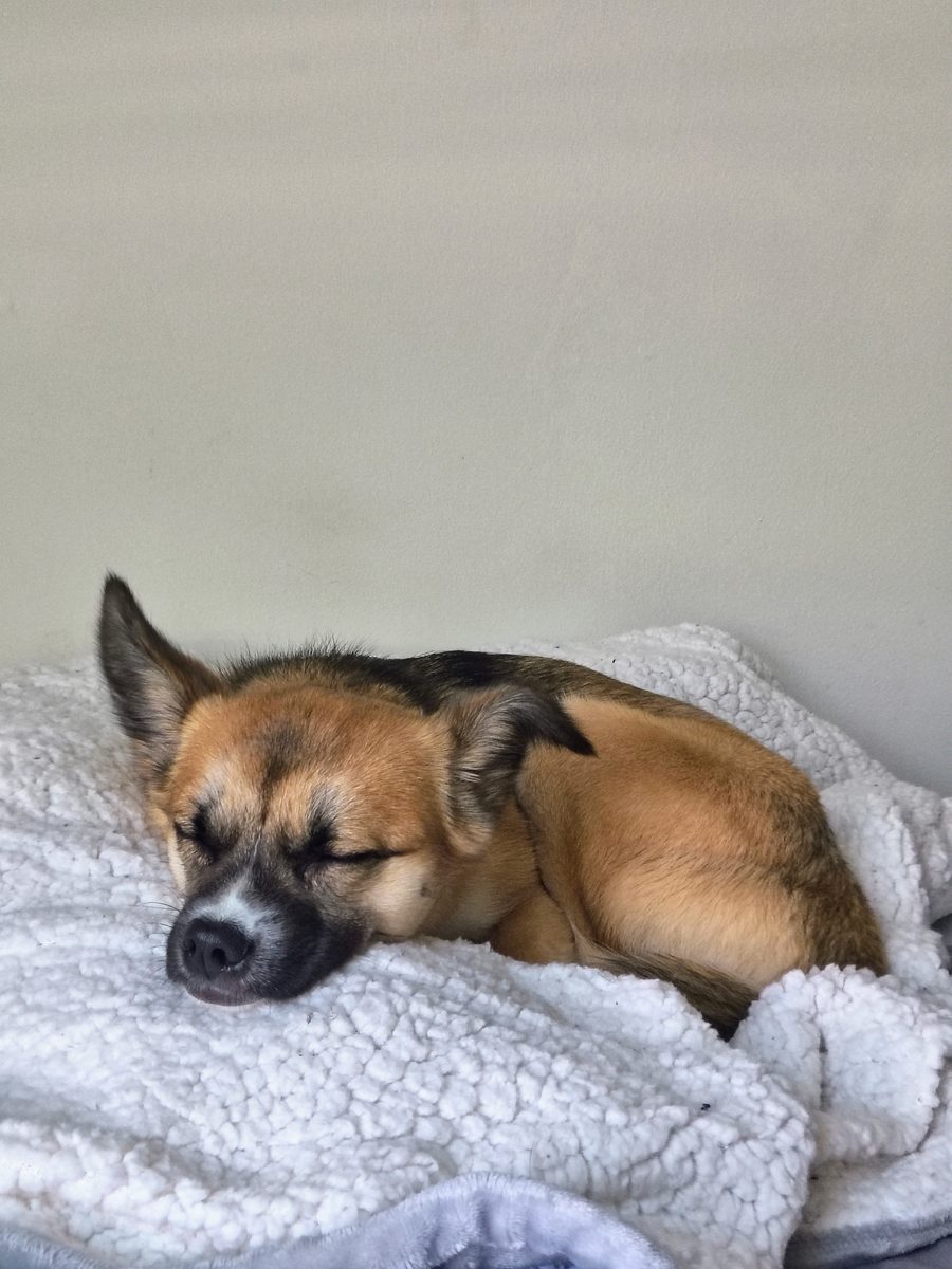 Butter sleeping peacefully