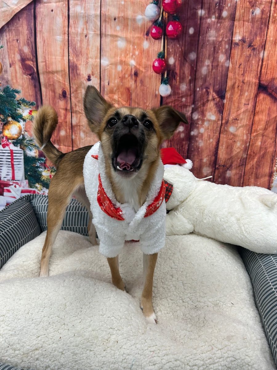 Butter in her Christmas outfit
