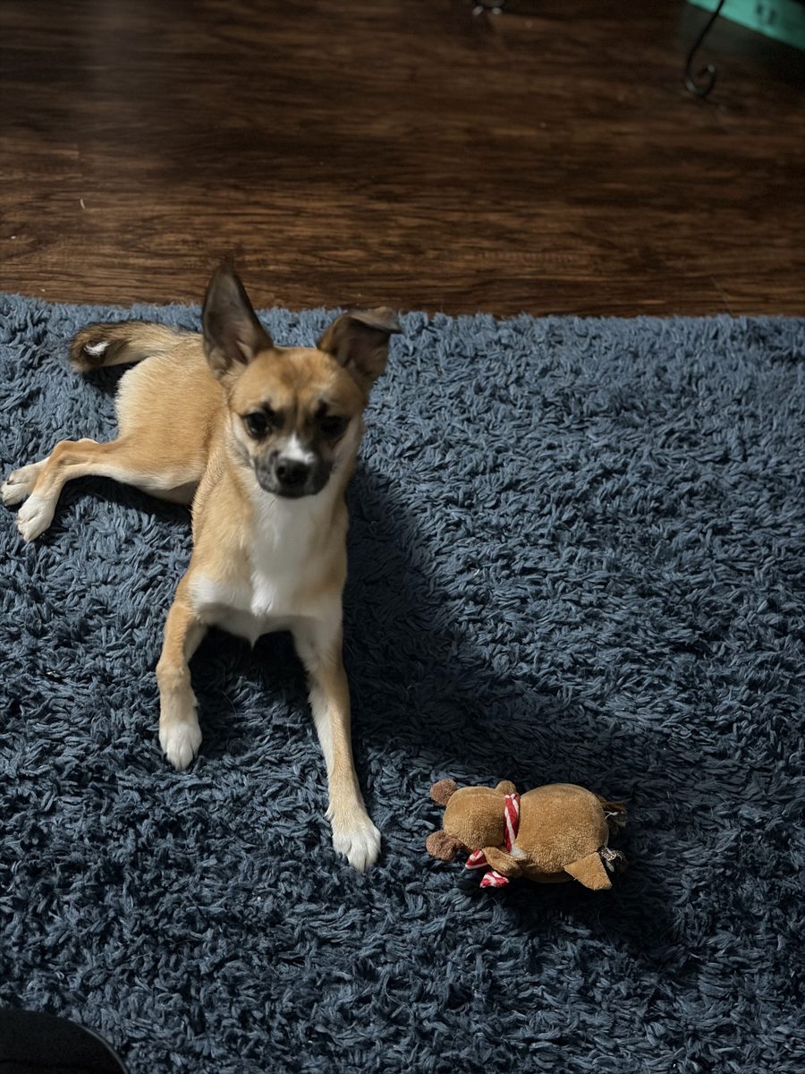 Butter with her toy reindeer