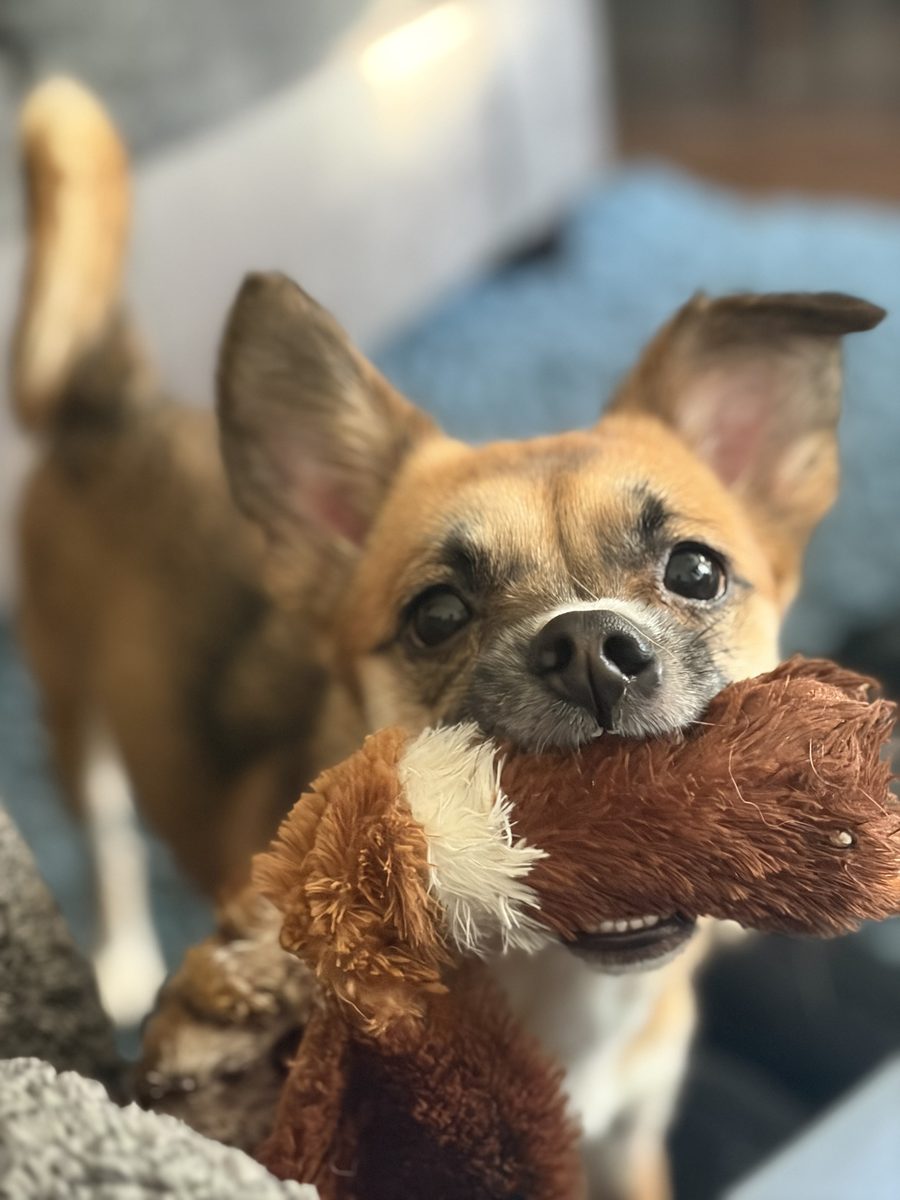 Butter playing with her toy