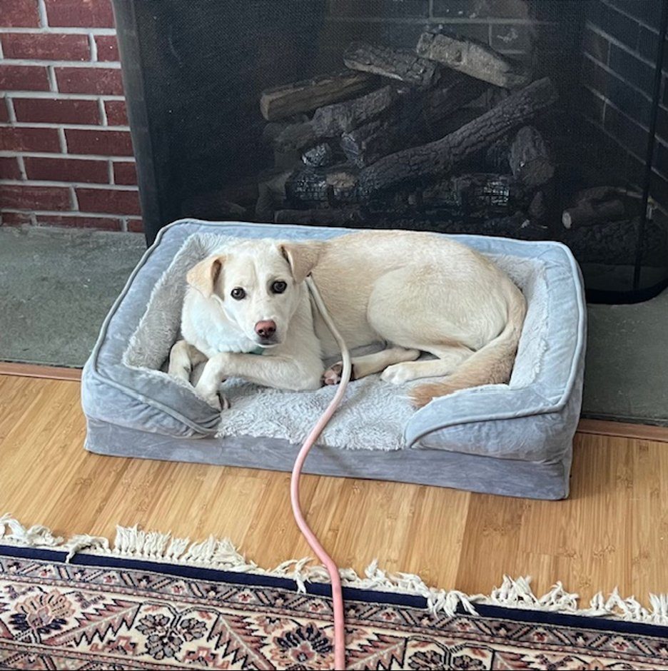 Cody resting by the fireplace
