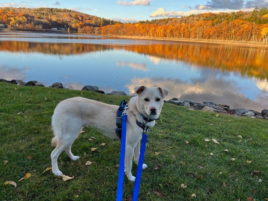 Cody by an autumn lake