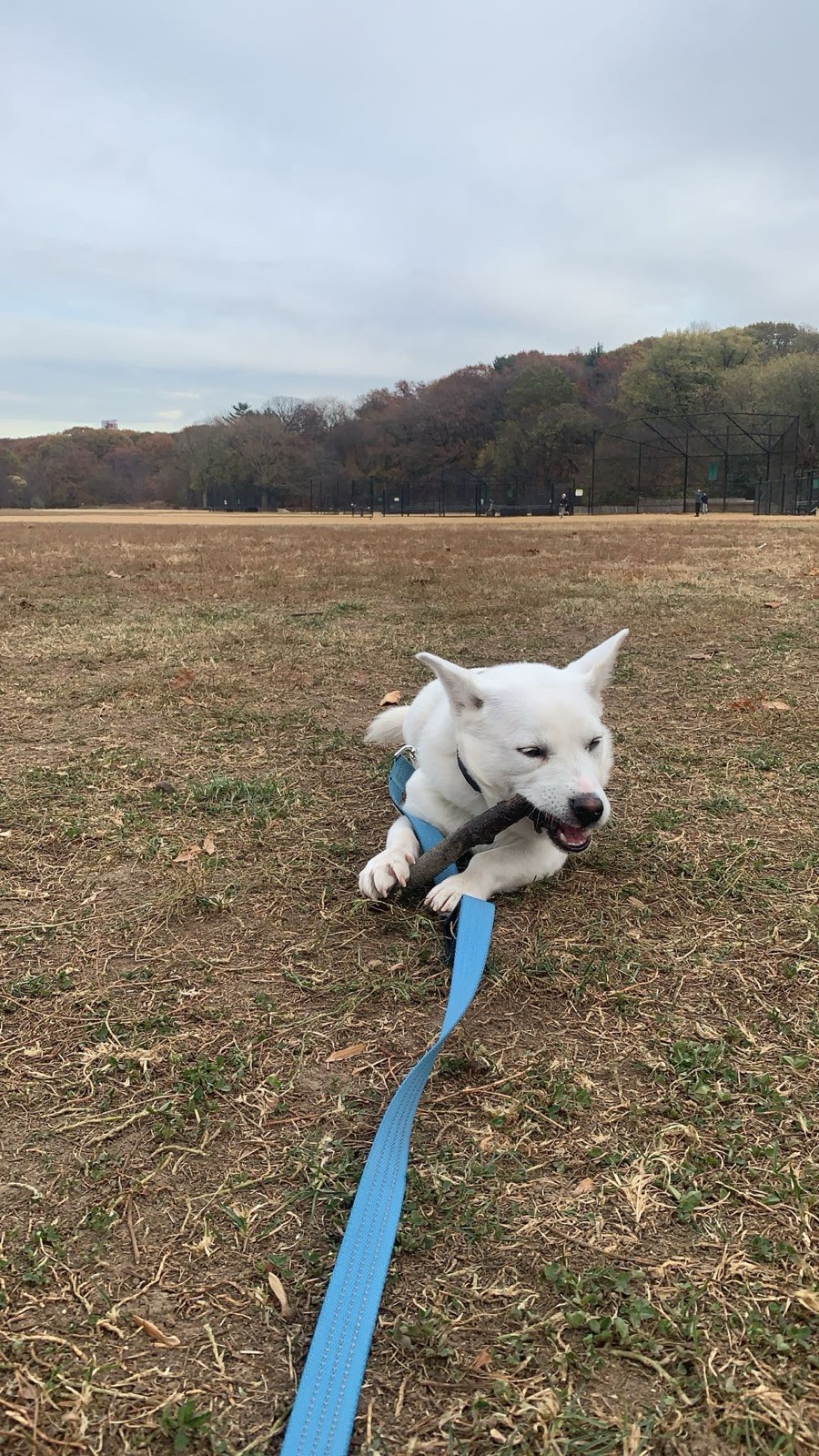 Cosmo chewing a stick in the park