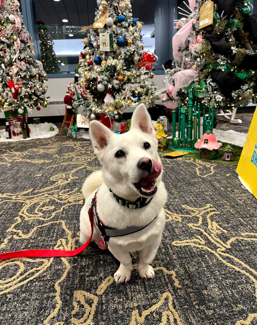 Cosmo posing in front of Christmas trees