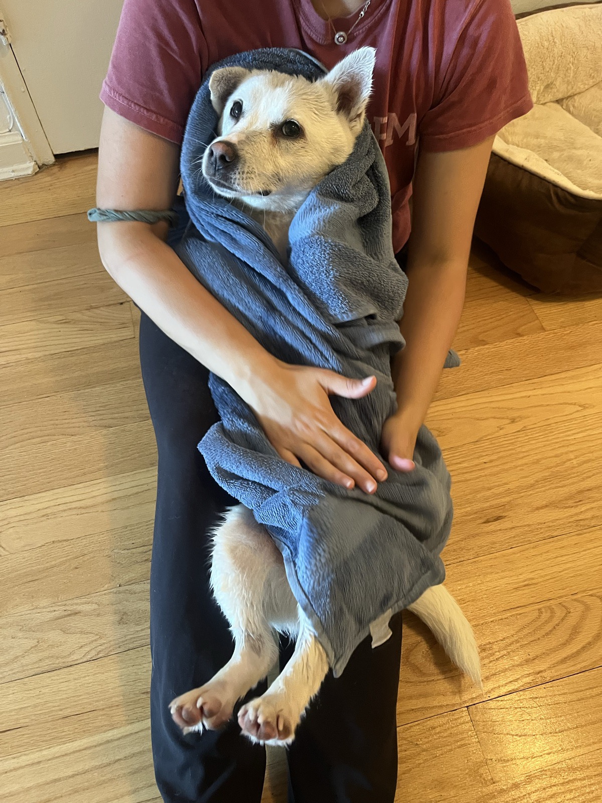 Cosmo wrapped in a towel after a bath