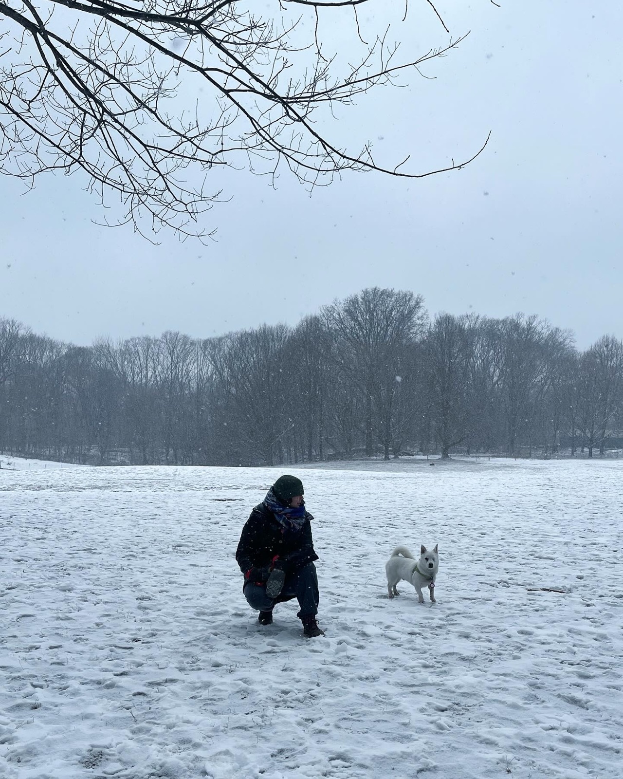 Cosmo playing in the snow at the park