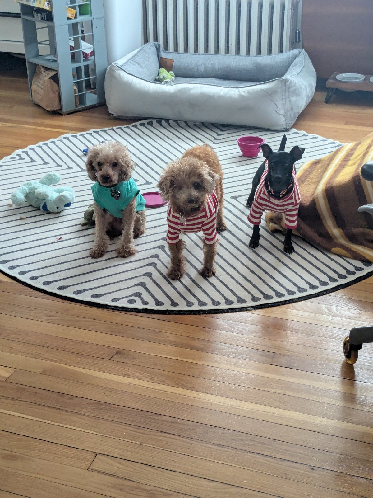 Garlic, Chico, and Chorong