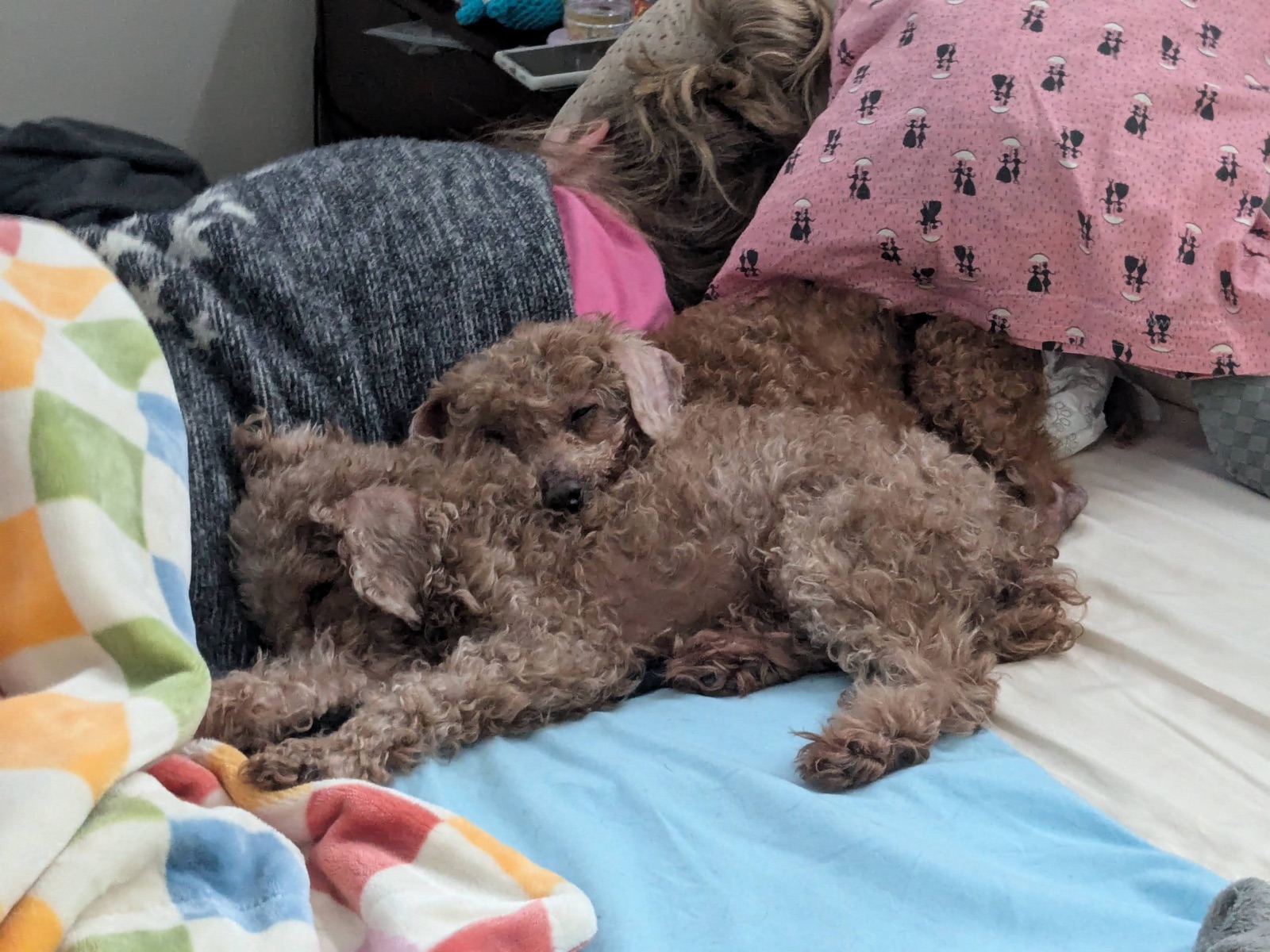 Garlic, Chico, and Chorong at home