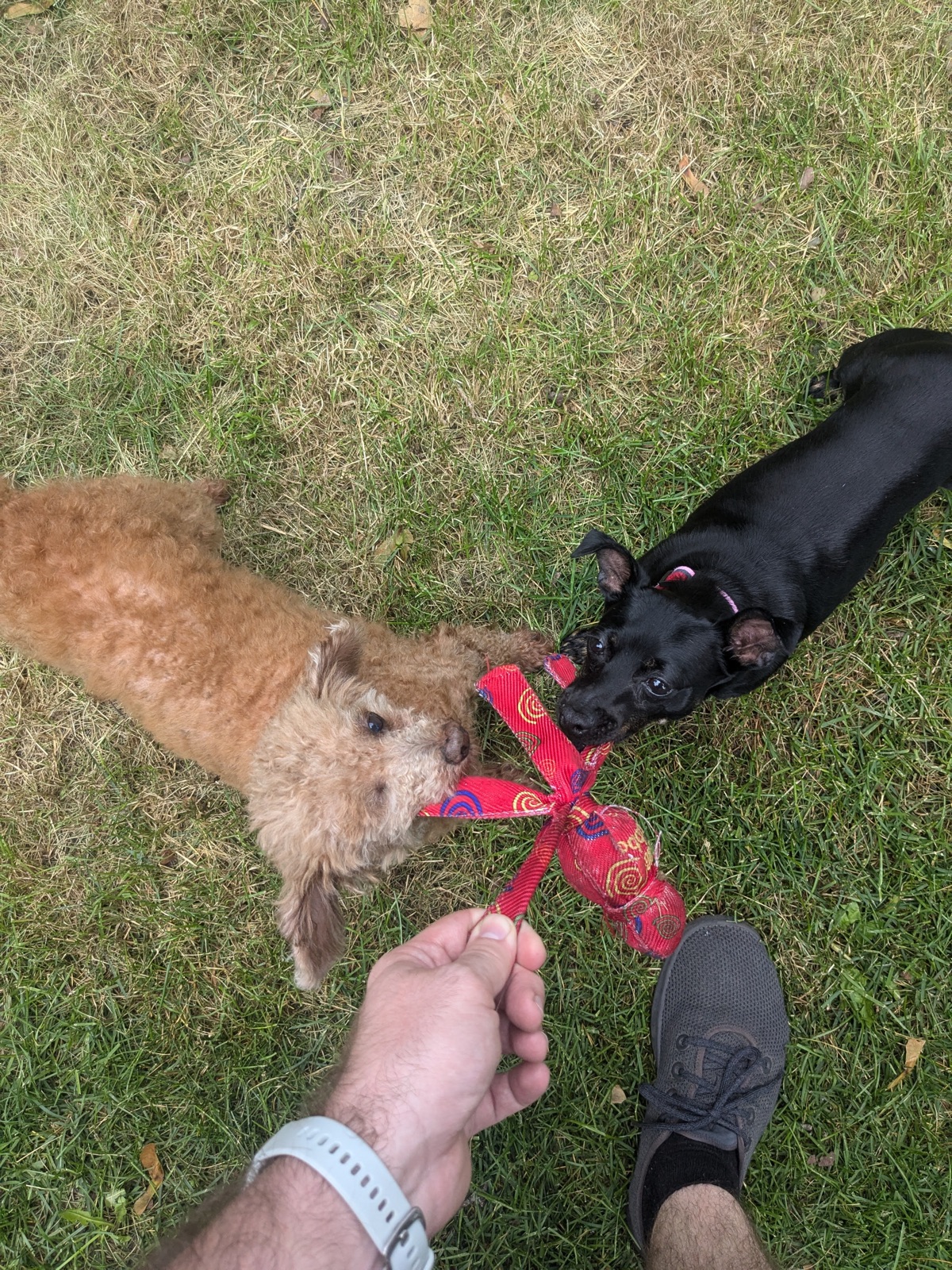 Garlic, Chico, and Chorong at home