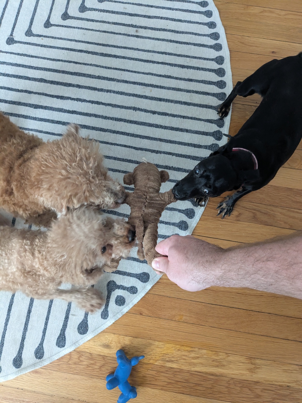Garlic, Chico, and Chorong at home