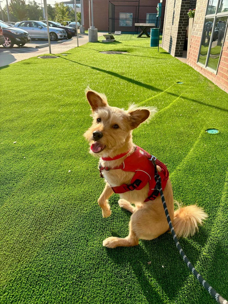 Hiro happy on the grass