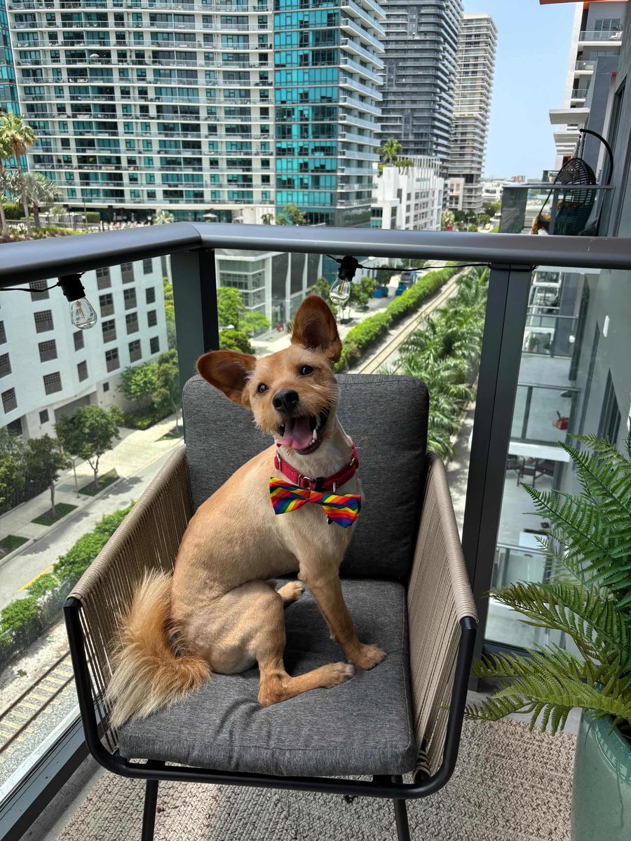 Hiro with rainbow bowtie on the balcony