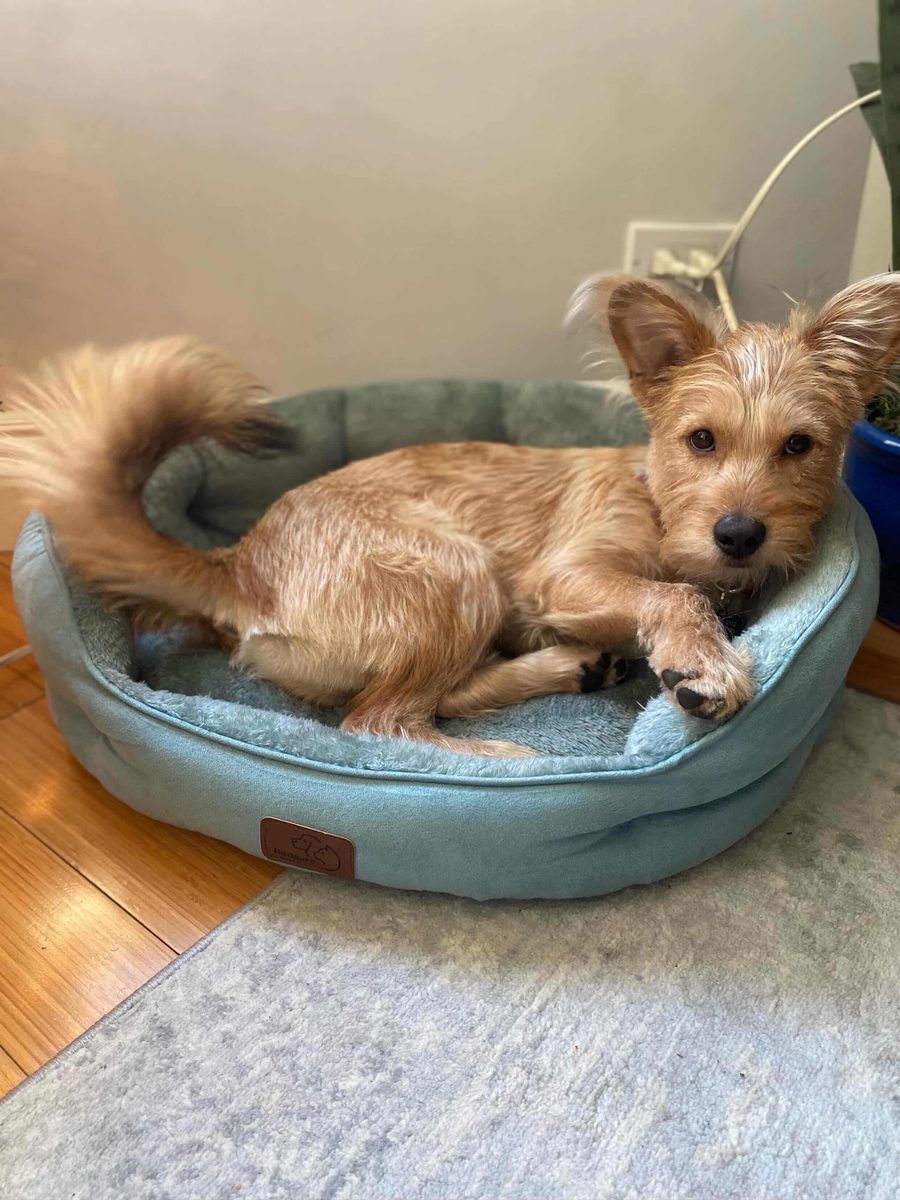 Hiro in his dog bed