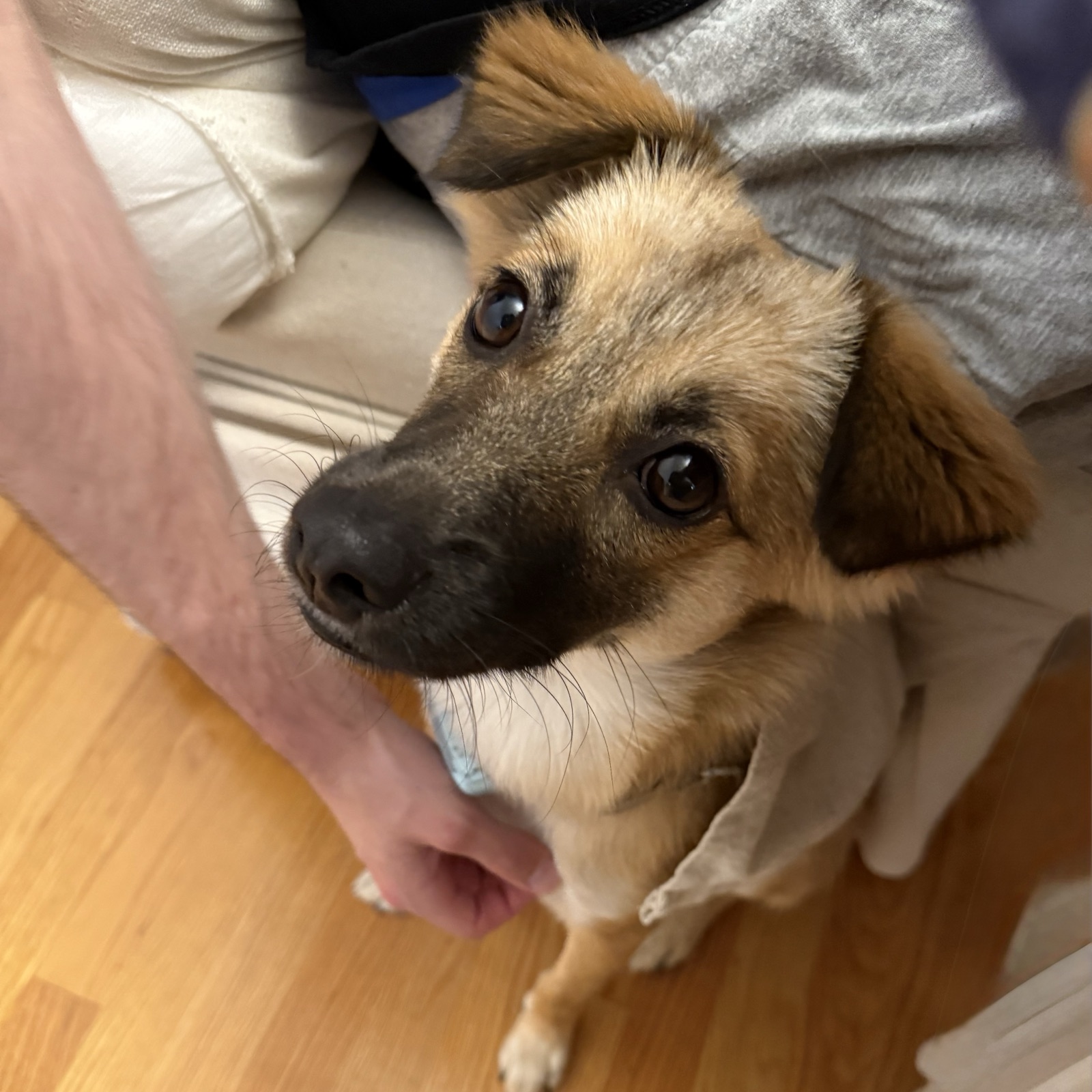 Momo looking up with her puppy eyes