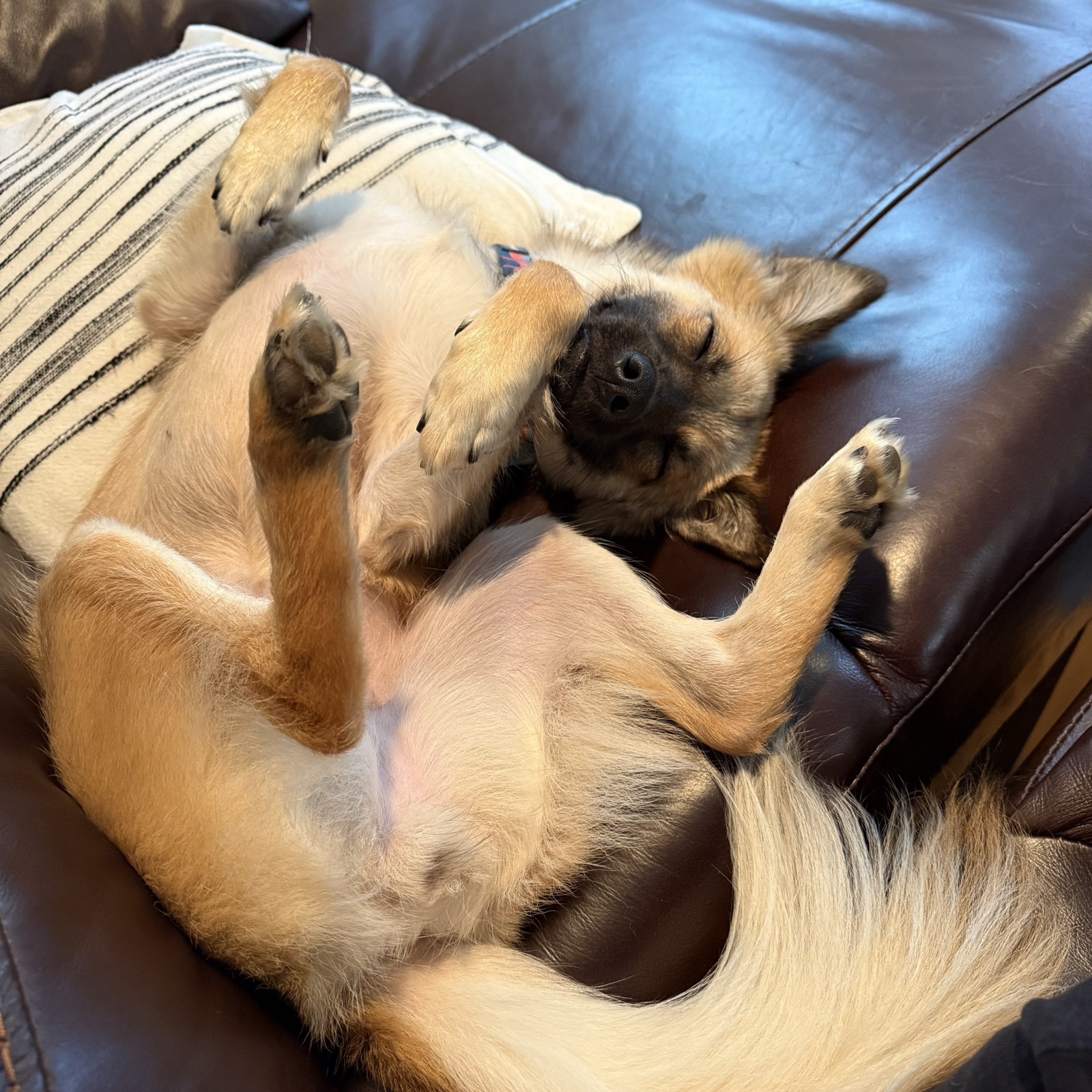 Momo asleep on her back with all four legs in the air