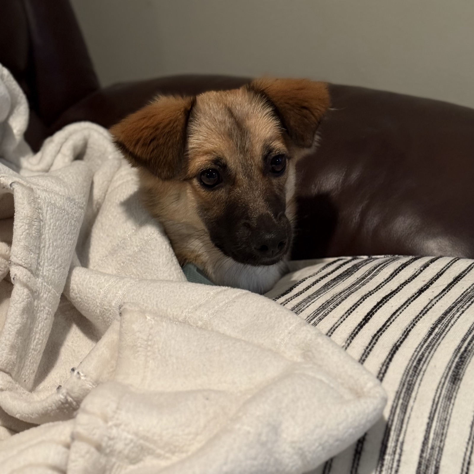 Momo peeking out from a cozy blanket