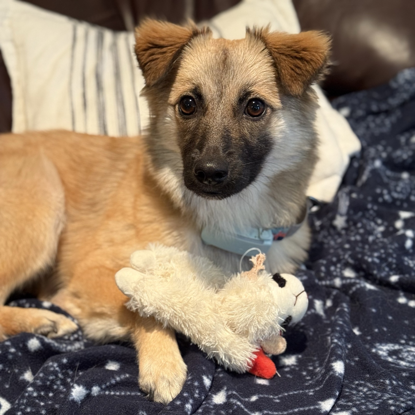 Momo lying on a blanket with her plush lamb toy