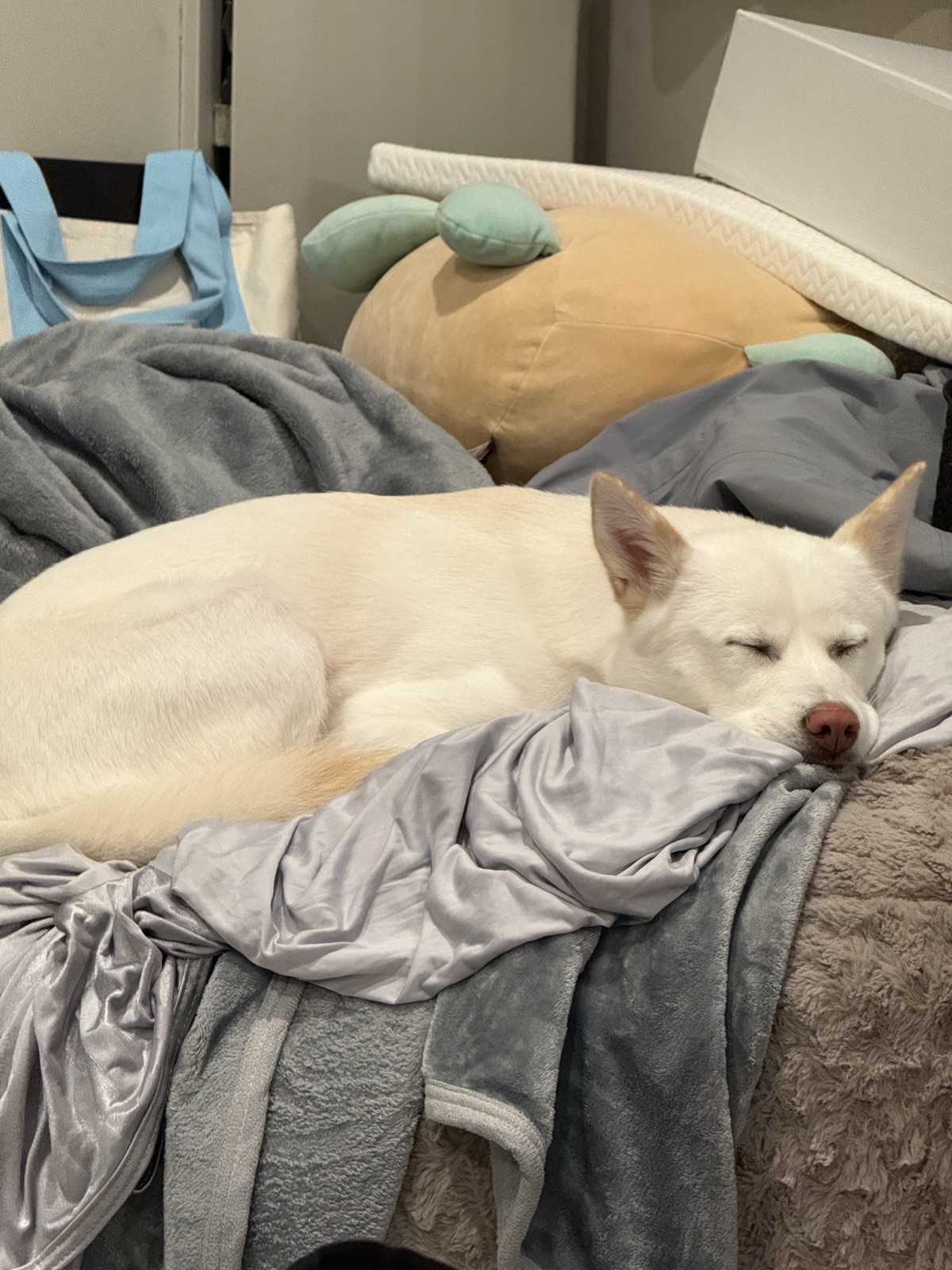Moonee napping on a pile of cozy blankets