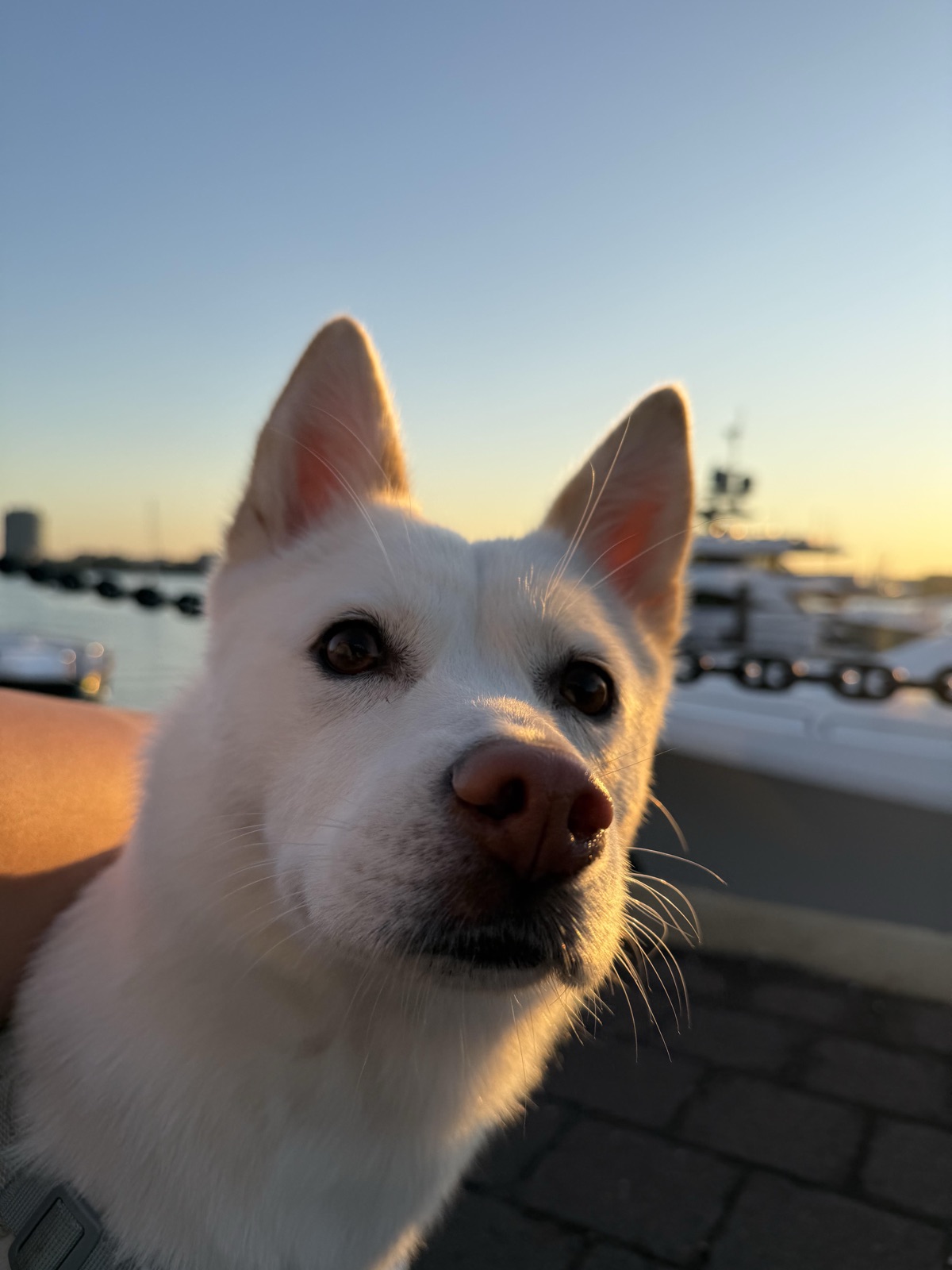 Moonee at the waterfront at golden hour