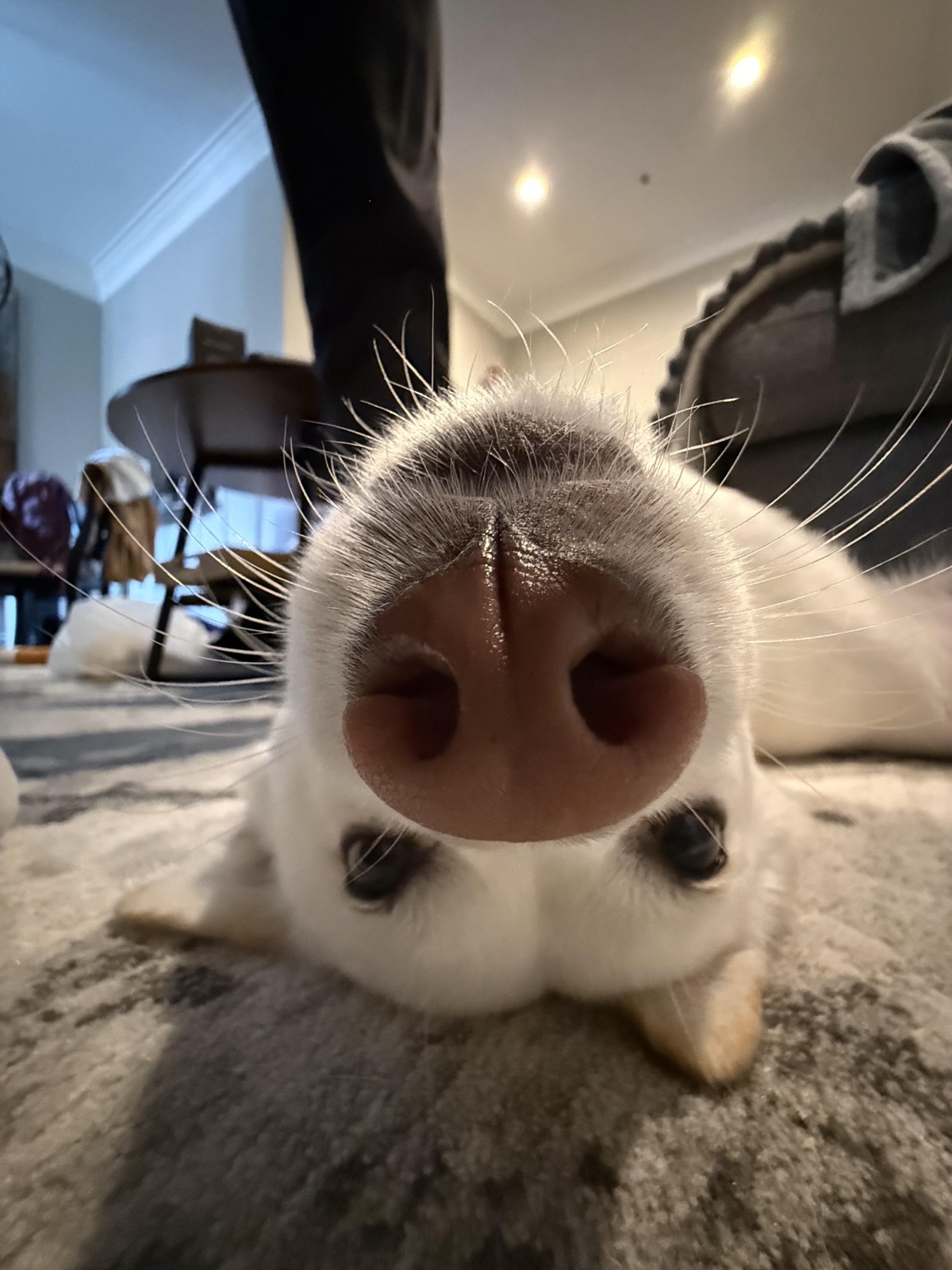 Moonee booping the camera with her nose