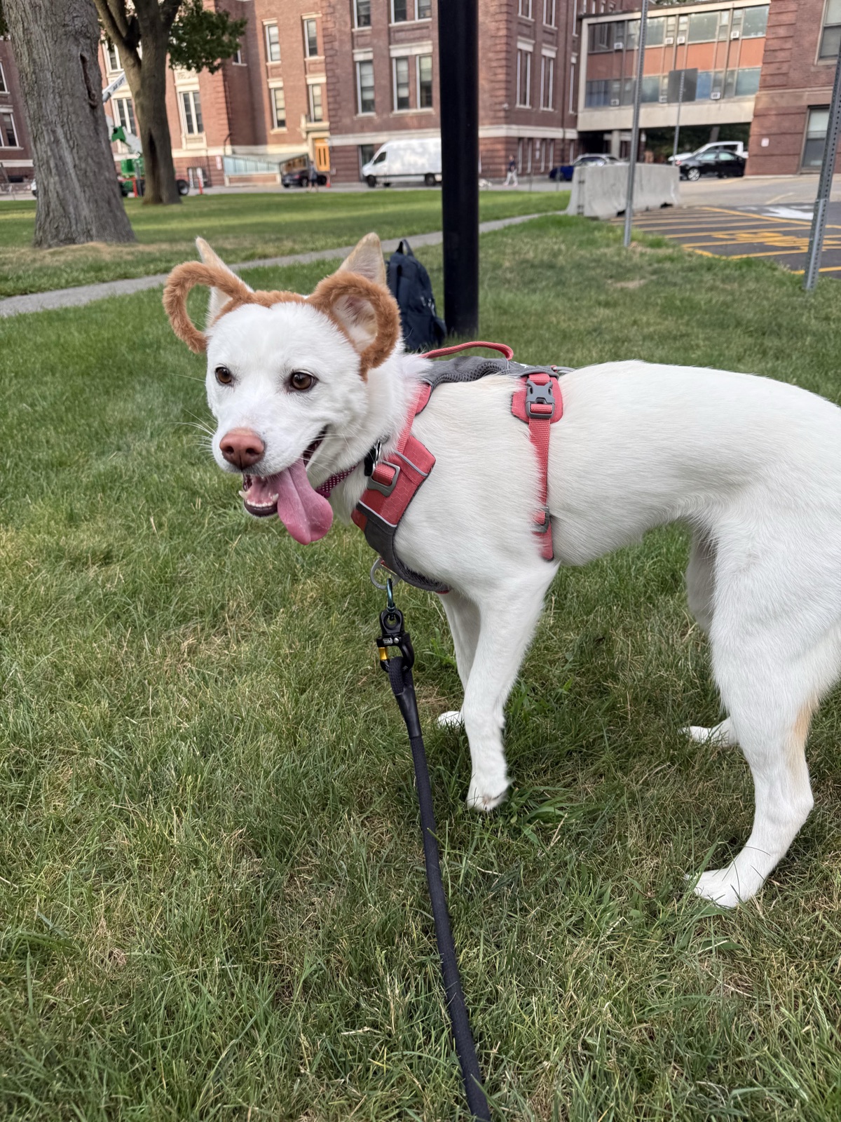 Moonee in the park wearing her bear-ear headband