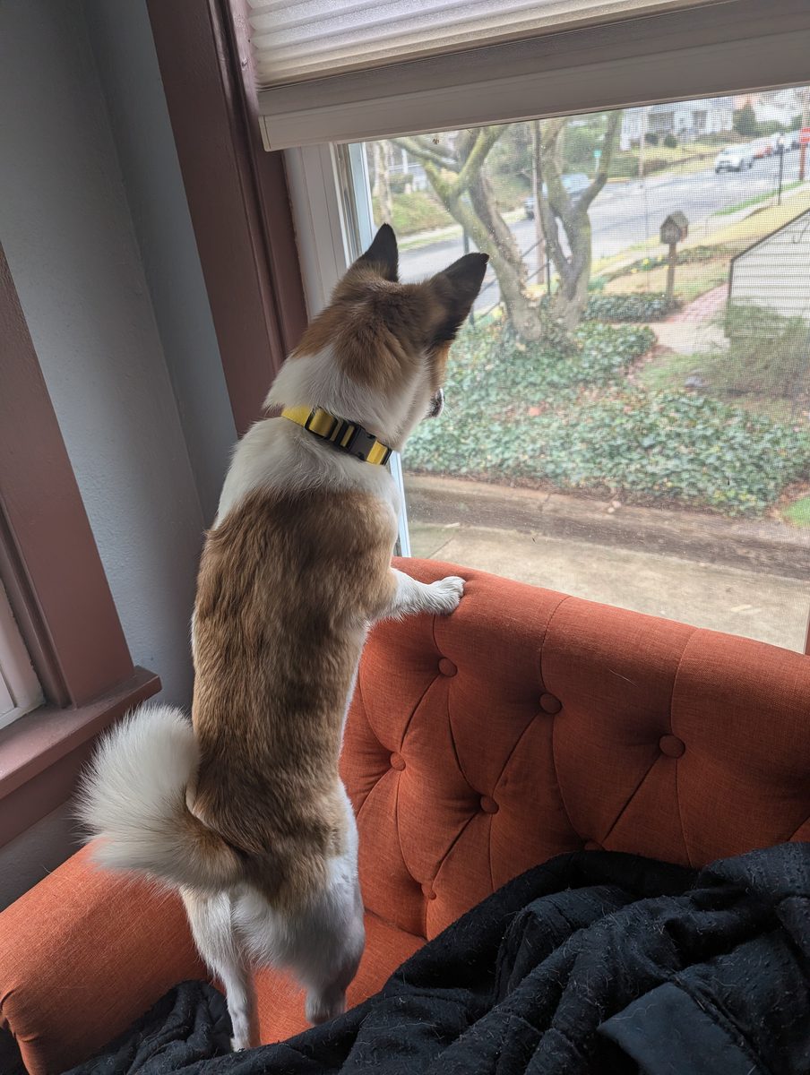 Rudy watching out the window