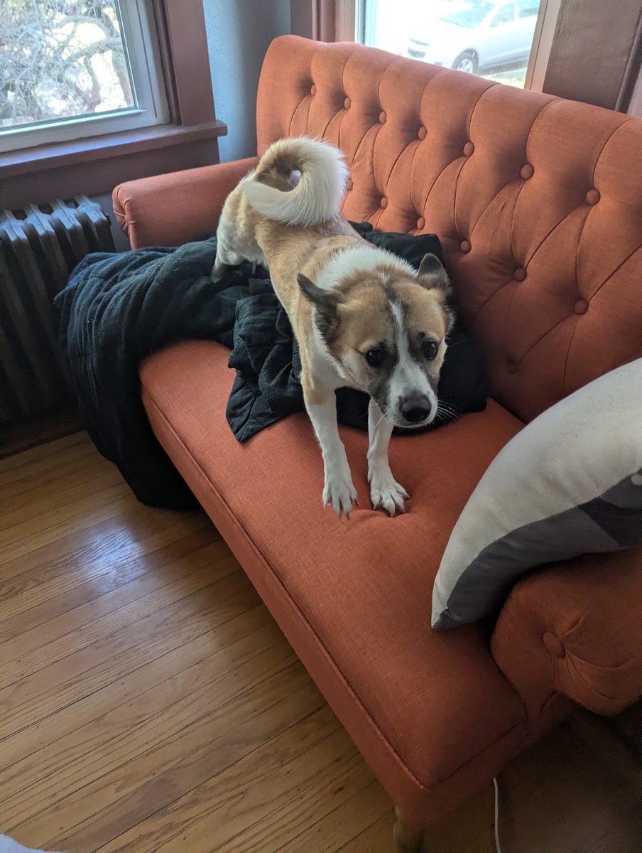 Rudy on his orange couch
