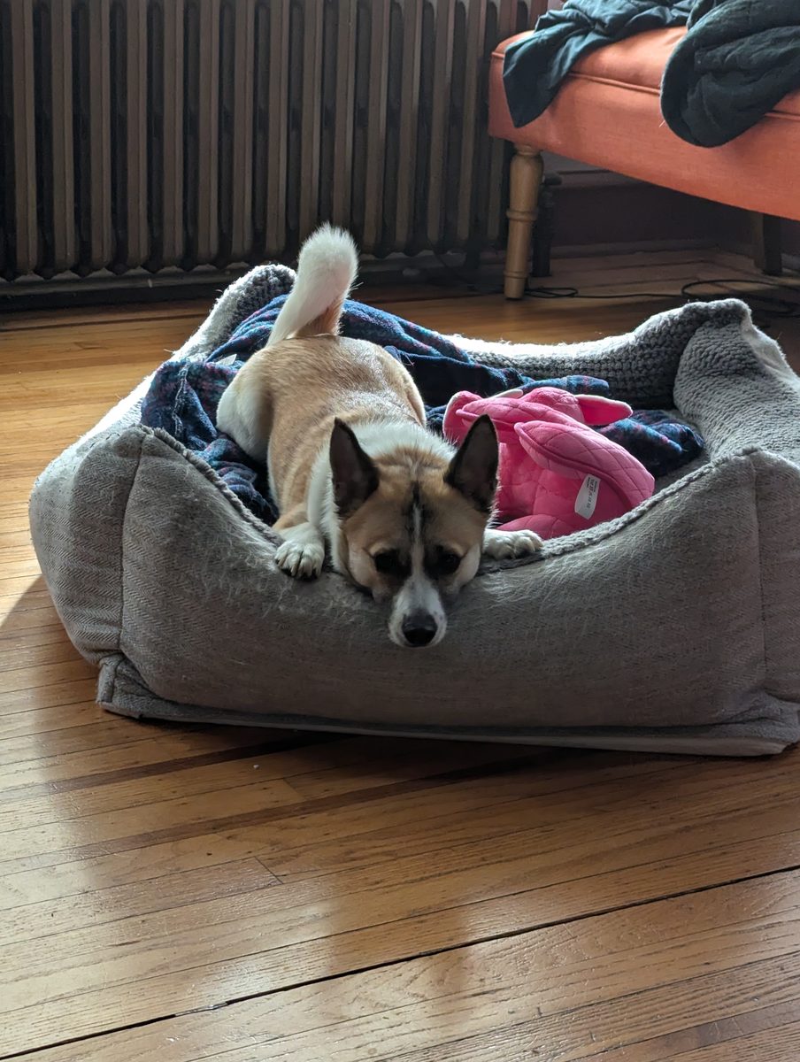 Rudy in his dog bed