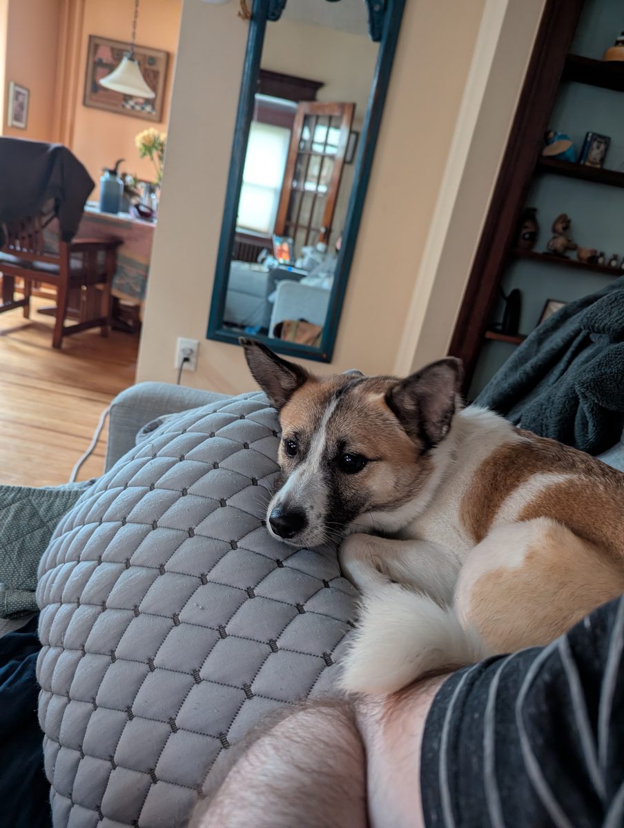 Rudy cuddling on the couch
