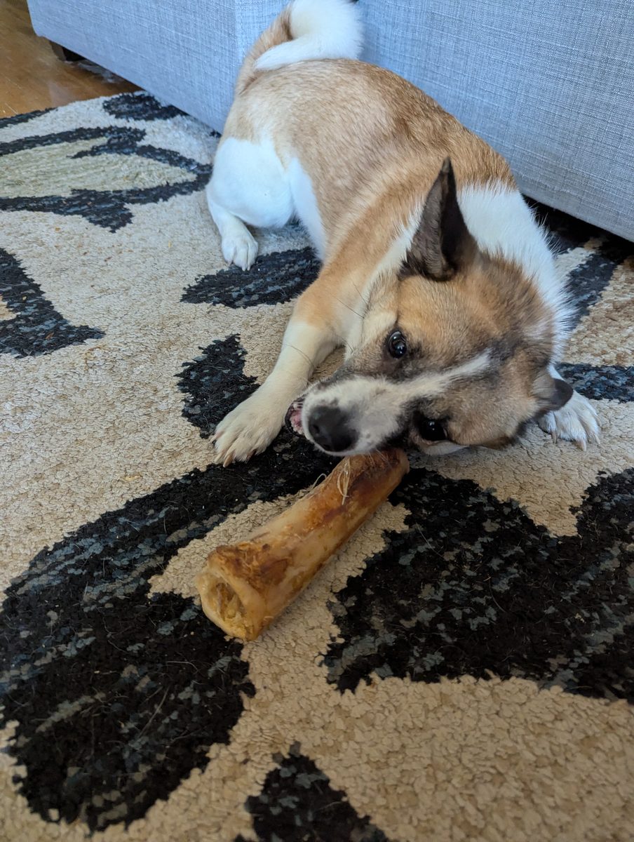 Rudy enjoying a treat