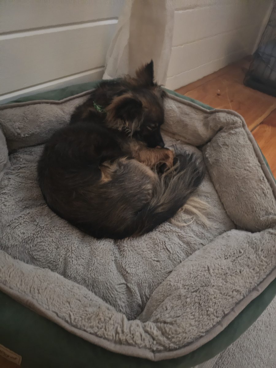 Wally in his bed