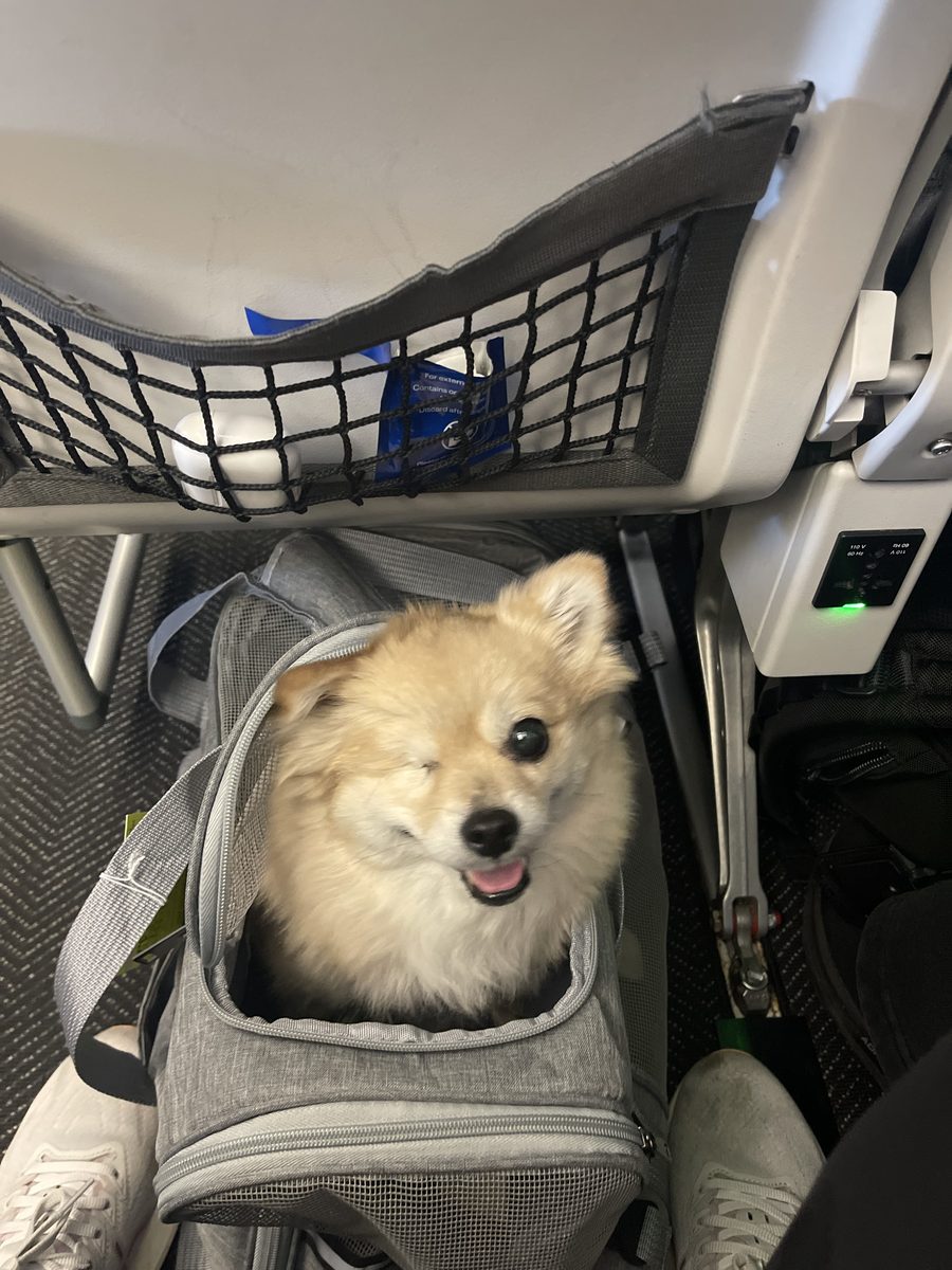 Winnie on the flight over