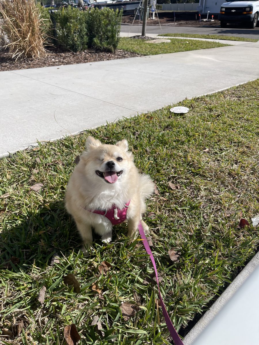 Winnie on a walk