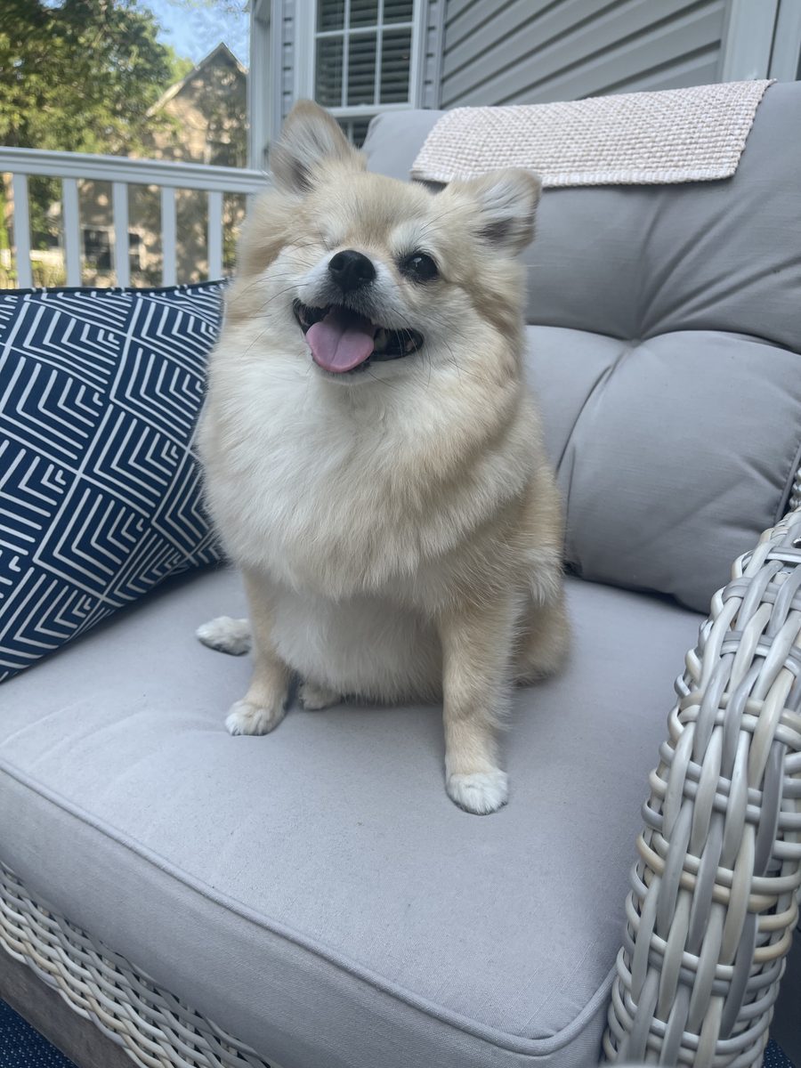 Winnie relaxing on the couch