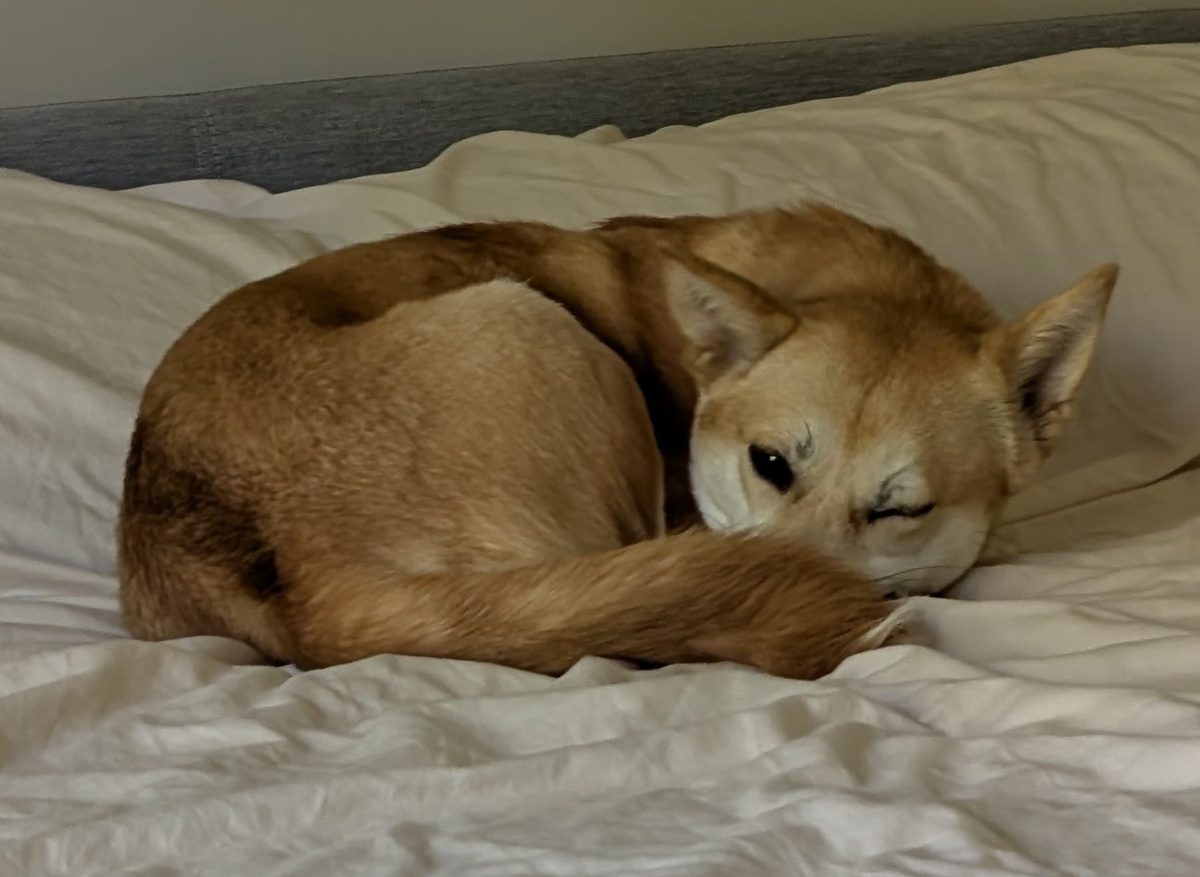 Yuja curled up at home